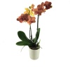 3 Dal Turuncu Orkide (Canlı Bitki)