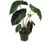 Alocasia Pink Dragon (13 Cm Saksıda)
