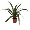 Çiçeksiz Guzmania (15 Cm Saksıda)