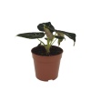 Alocasia Black Velvet (12 Cm Saksıda)