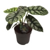 Alocasia Silver Dragon - Özel Tür Fil Kulağı (14 Cm Saksıda)