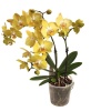 Çift Dallı Sarı Renk Midi Orkide