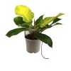 Philodendron Moonlight (17 Cm Saksıda)
