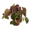 Begonia Melanobullata (13 Cm Saksıda)