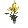 Oncidium Orkidesi (12 Cm Saksıda)