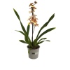 Çift Renk Miltonia Orkidesi (12 Cm Saksıda)