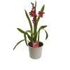 Bordo Miltonia Orkidesi (12 Cm Saksıda)