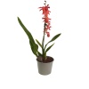 Kırmızı Miltonia Orkidesi (12 Cm Saksıda)
