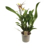 Brassia Sarı (12 Cm Saksıda)