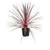Cordyline Pembe (22 Cm Saksıda)