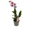 Dendrobium Beyaz - Pembe (11 Cm Saksıda)