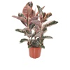 Ficus Elastica Belize (24 Cm Saksıda)