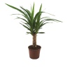 Yucca - Yukka (14 Cm Saksıda)