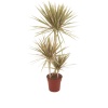 Dracaena Marginata Bicolor 3 Gövdeli