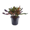 Croton Variegatum-Kırmızı (17 cm Saksıda)
