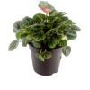Peperomia Moonlight (17 cm Saksıda)