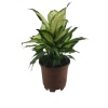 Dieffenbachia ‘Honeydew’ (17 cm Saksıda)