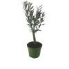 Zeytin Ağacı (12 cm Saksıda)