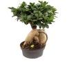 Ficus Bonsai (22 cm Saksıda)