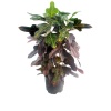 Croton Petra (21 cm Saksıda)