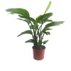 Starliçe - Strelitzia Nicolai - Cennet Kuşu (19 Cm Saksıda)