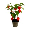 Physalis Yer Kirazı Altın Çilek (13 cm Saksıda)