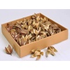 Wild Lily Kutu