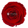 Rosa Şoklu L Size Red-02