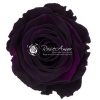 Rosa Şoklu  Ll-Xl Size Pur-01(6Lı Kutu)