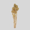 Cardoon Thıstle Krem