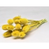 Cardoon Thıstle Sarı