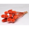 Cardoon Thıstle Turuncu