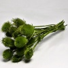 Cardoon Thıstle Yeşil