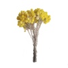 Helichrysum Immortelle Sarı