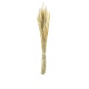 Phleum Krem