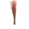 Star Grass Pembe