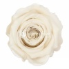 Rosa Şoklu L Size Whı-04 (6 Lı Kutu)