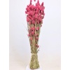 Phalarıs Pembe