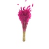 Lagurus Fushia Yerli