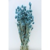 Phalarıs Lıght Blue