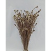 Mini Papaver Natural Demet Yerli