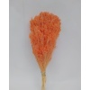 Broom Bloom-Somon 200 Gr