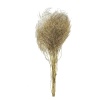 Gold Virgatus Yerli