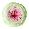 Garden Rose Şoklu Tricolor