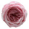 Garden Rose Şoklu Pembe