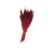 Amaranthus Kırmızı