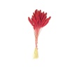 Setaria Yerli