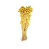 Phalaris