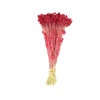 Phalaris