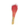 Phleum